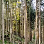 WaldWebseite2